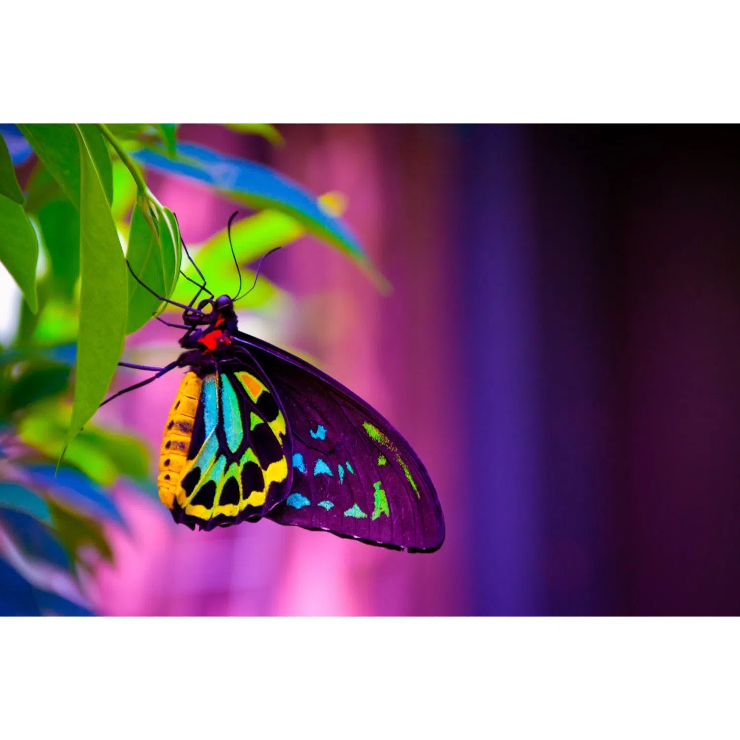 Papillon néon-Imagesdartistes