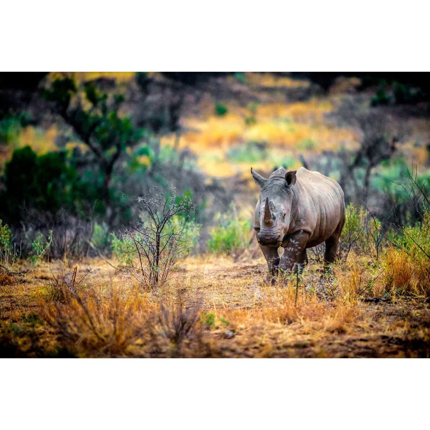 Rhinocéros blanc-Imagesdartistes