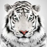 Tigre blanc-Imagesdartistes