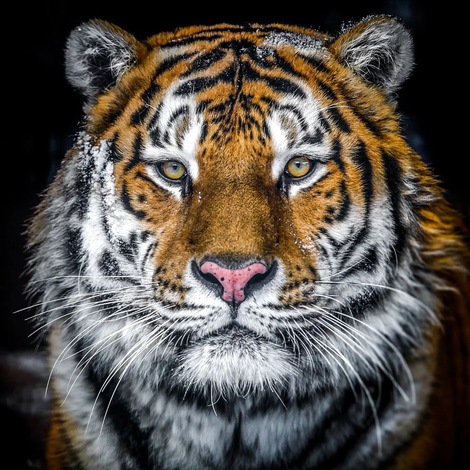 Tigre ou gros chat ?-Imagesdartistes