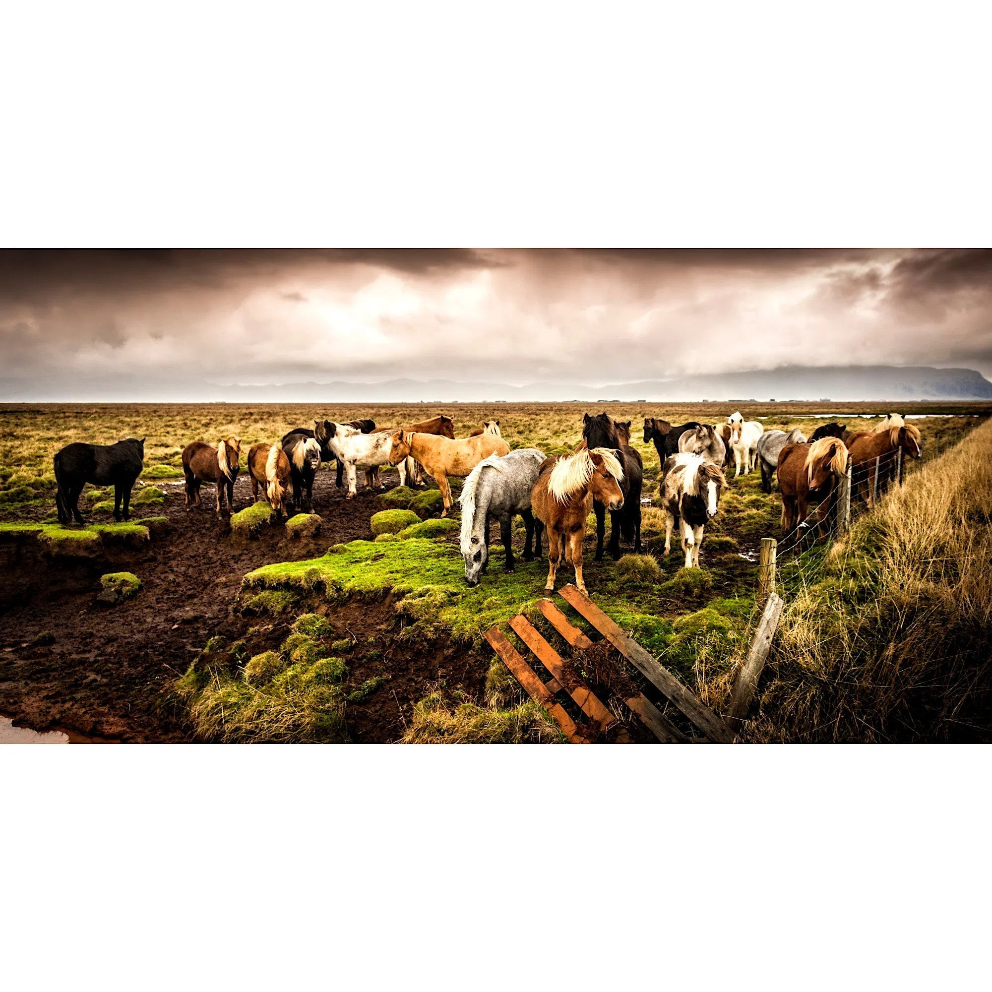 Troupeau de chevaux Islandais au repos-Imagesdartistes