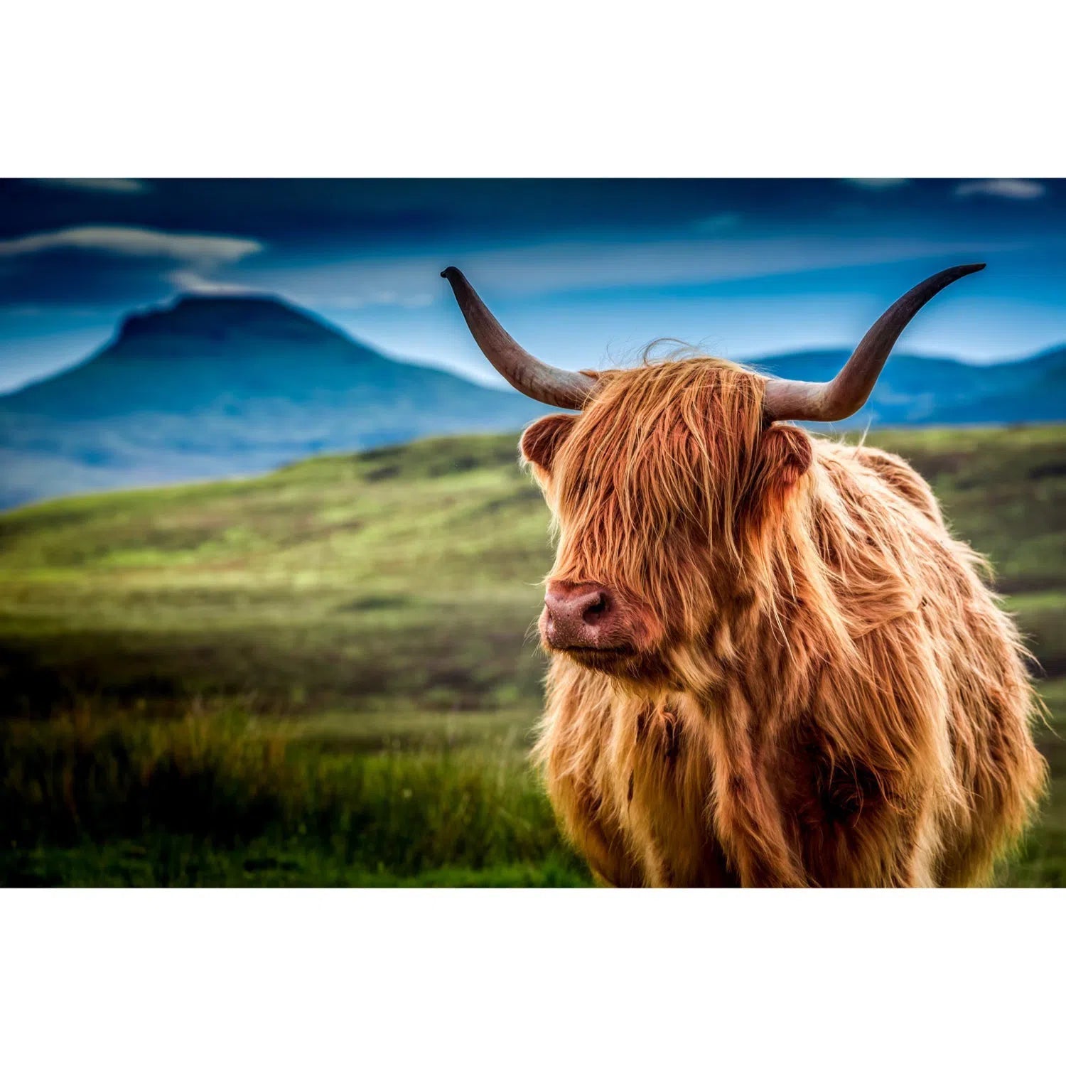 Vache écossaise-Imagesdartistes