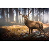 Cerf dans les bois-Imagesdartistes