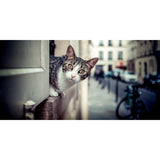 Chat, ch'est curieux !-Imagesdartistes