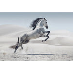 Cheval blanc sautant sur le sable-Imagesdartistes