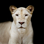 Fière lionne-Imagesdartistes