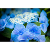 Hortensia bleu-Imagesdartistes