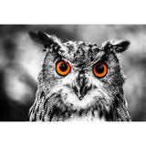 Hou hou, dit le hibou-Imagesdartistes