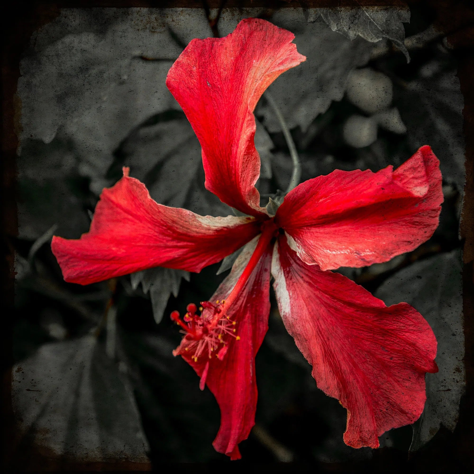 Hibiscus rouge-Imagesdartistes