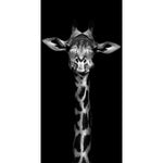 La girafe toute en hauteur-Imagesdartistes