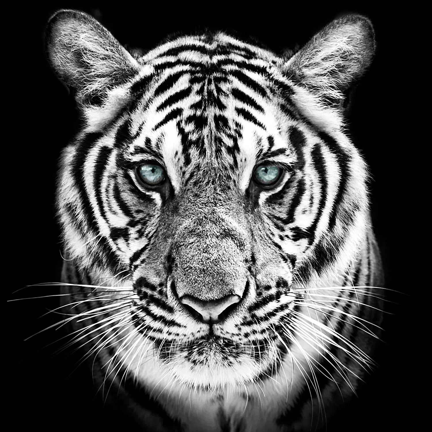 Le tigre aux yeux bleus-Imagesdartistes