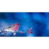 Oiseau rouge, baies rouges, une branche...-Imagesdartistes