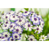 Marguerites blanches et mauves-Imagesdartistes