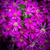 Osteospermum rose fuschia-Imagesdartistes