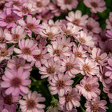 Osteospermum rose pâle-Imagesdartistes