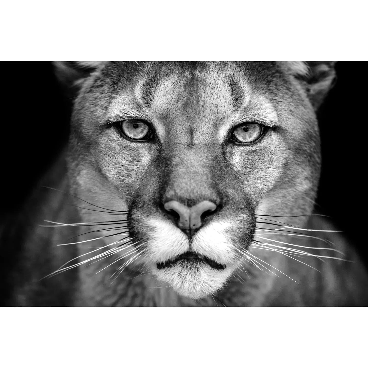 Puma en noir et blanc-Imagesdartistes