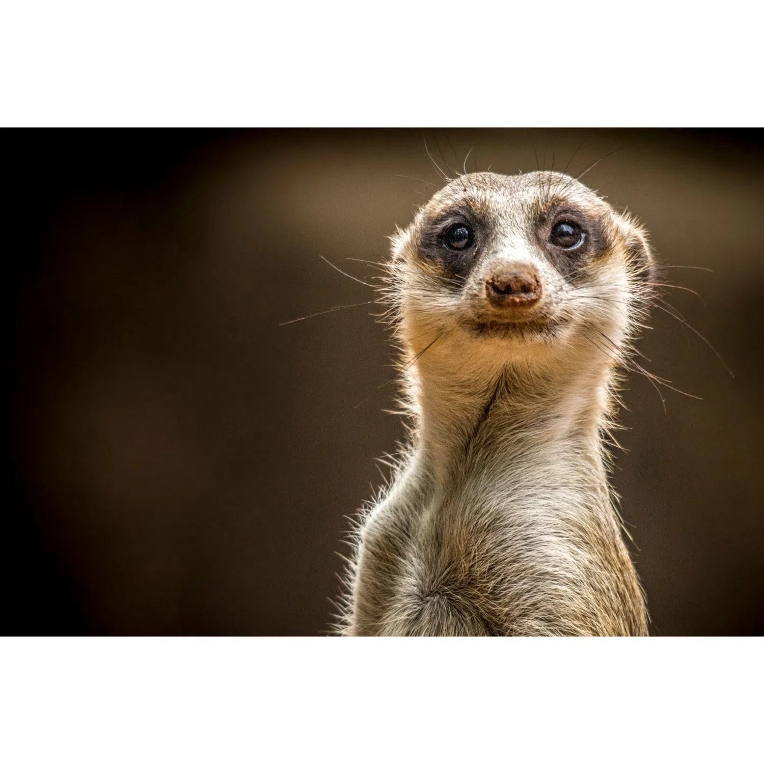 Suricate aux aguets-Imagesdartistes