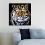 Tigre ou gros chat ?